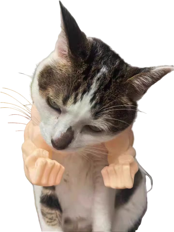 🐾חתול בשרירים – הטרנד שכבש את הרשת💪